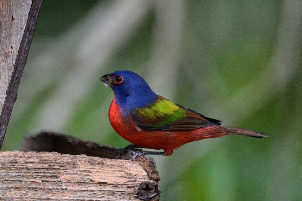 Bunting, Painted, 2015-01098951 Okeeheelee Nature Center, FL.JPG - Painted Bunting. Okeeheelee Nature Center, FL, 1-9-2015